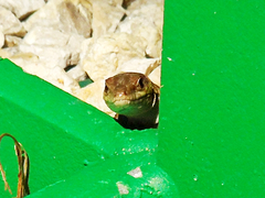 Podarcis siculus