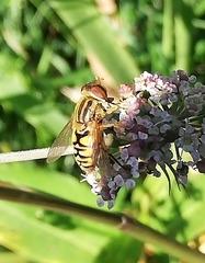 Parhelophilus frutetorum