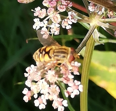 Parhelophilus frutetorum