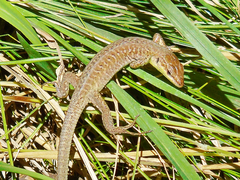 Podarcis siculus