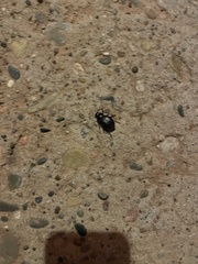 Phyllophaga cribrosa