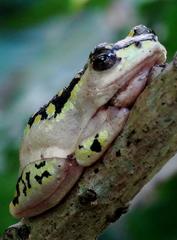 Hyperolius marmoratus marmoratus