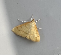 Helvibotys helvialis