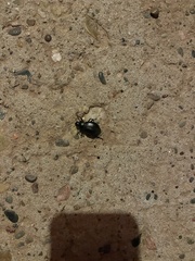 Phyllophaga cribrosa