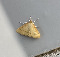 Helvibotys helvialis