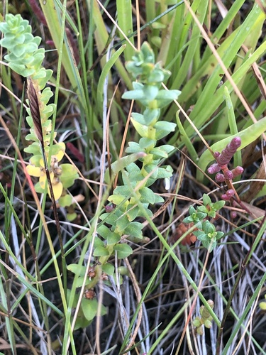 Lysimachia maritima iNat (2)