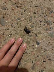 Phyllophaga cribrosa