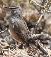 Cercotrichas coryphoeus cinerea