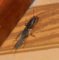 Gryllotalpa africana