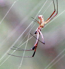 Trichonephila senegalensis annulata