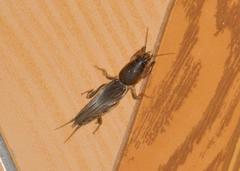 Gryllotalpa africana