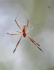 Trichonephila senegalensis annulata