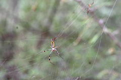 Trichonephila senegalensis annulata