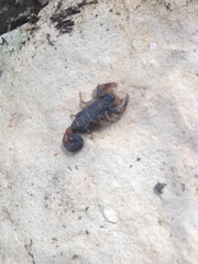 Centruroides chamulaensis