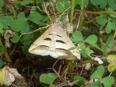 Chiasmia subcurvaria