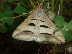 Chiasmia subcurvaria