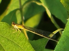 Enallagma vesperum