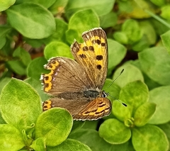 Lycaena panava