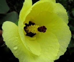 Hibiscus tiliaceus tiliaceus