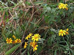 Tithonia diversifolia image