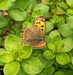 Lycaena panava