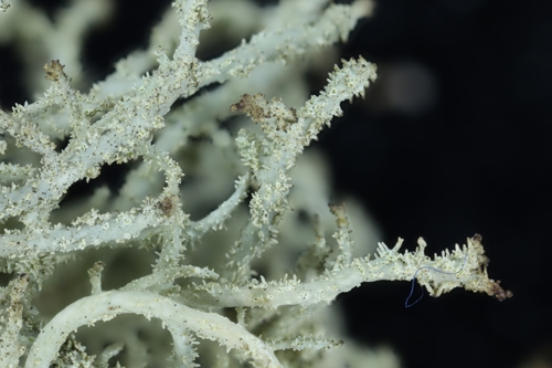 Bristly Beard Lichen