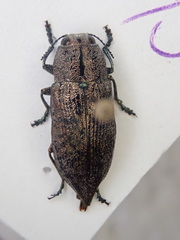 Poecilonota cyanipes