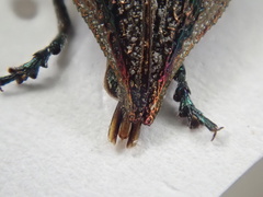 Poecilonota cyanipes