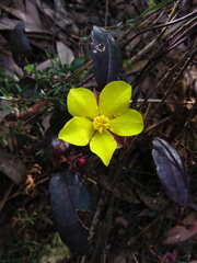 Hibbertia dentata