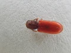 Zenodosus sanguineus