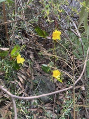 Hibbertia dentata