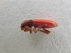 Zenodosus sanguineus