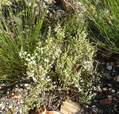 Erica fimbriata