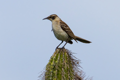 Mimus parvulus