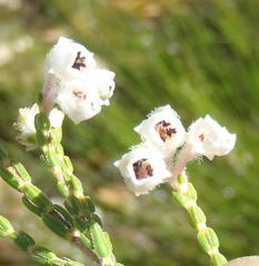 Erica fimbriata