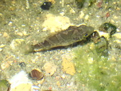 Ambloplites ariommus