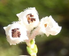 Erica fimbriata