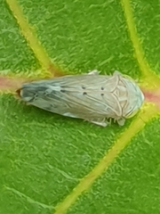 Synophropsis lauri