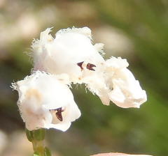 Erica fimbriata