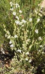 Erica fimbriata