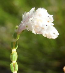 Erica fimbriata