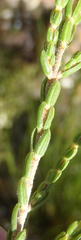 Erica fimbriata