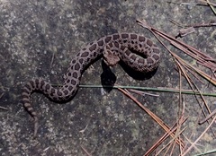 Crotalus armstrongi