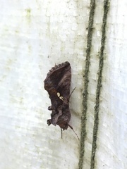 Autographa bimaculata
