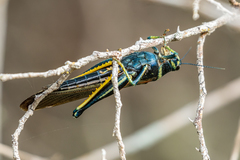 Schistocerca melanocera