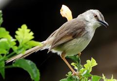 Prinia subflava pondoensis