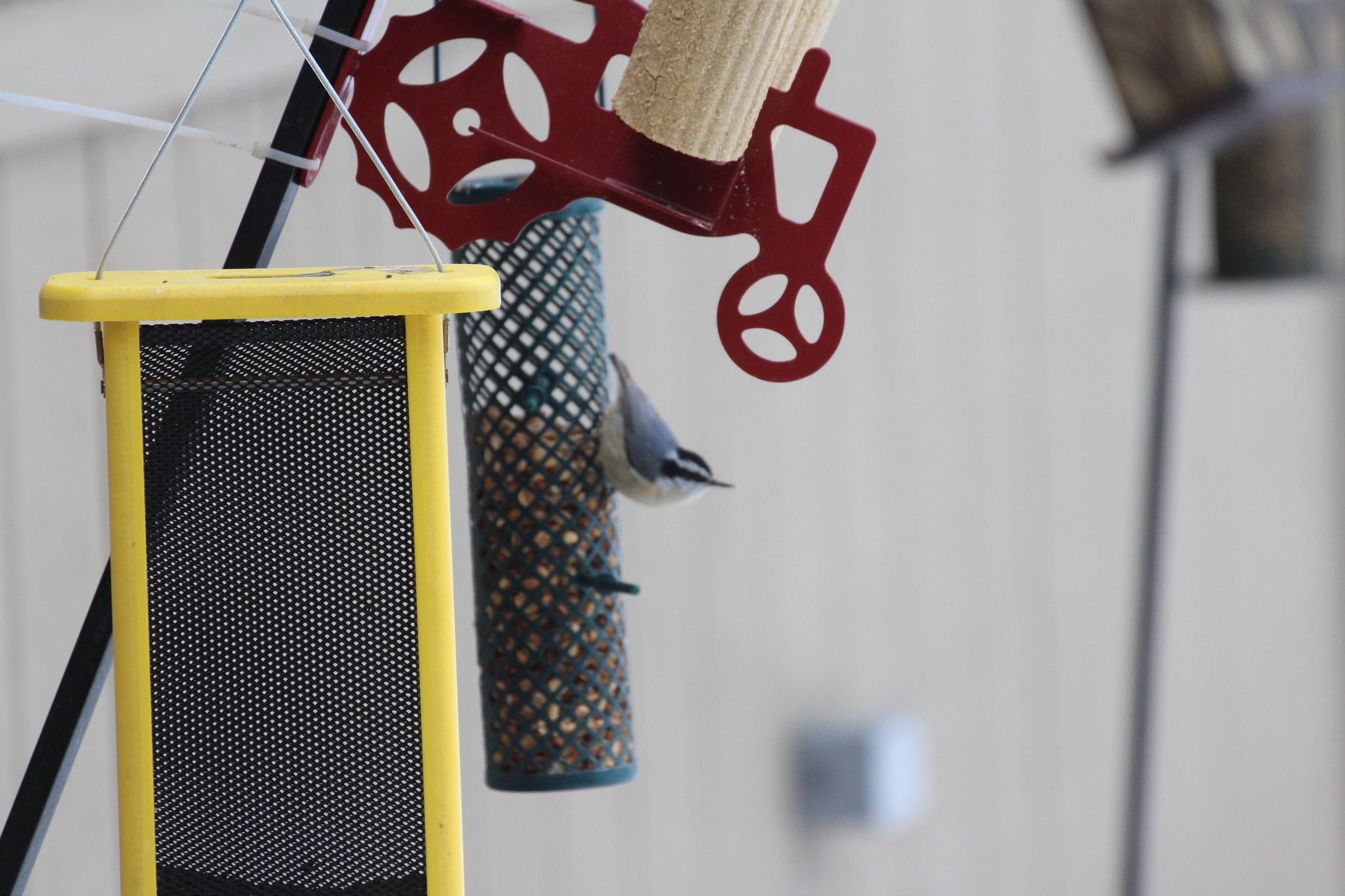 Red-breasted Nuthatch