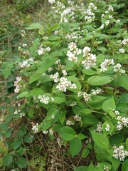 Koenigia campanulata