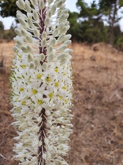 Drimia numidica