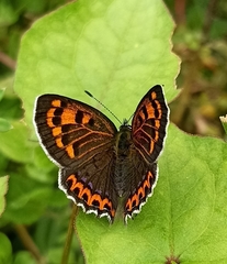 Lycaena panava